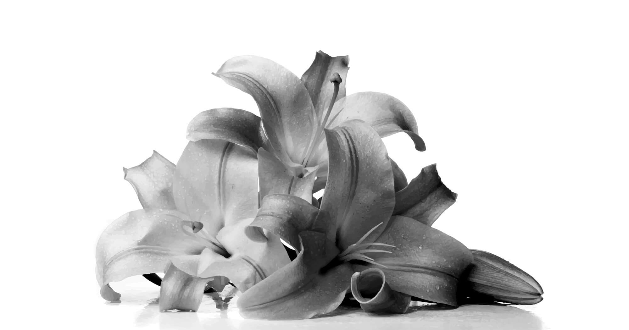 Lilly-BW-2000x1050