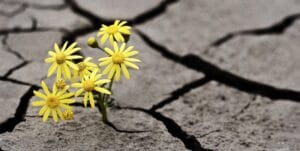 SNW-Website-Mental-Illness-Flower-2000x1005