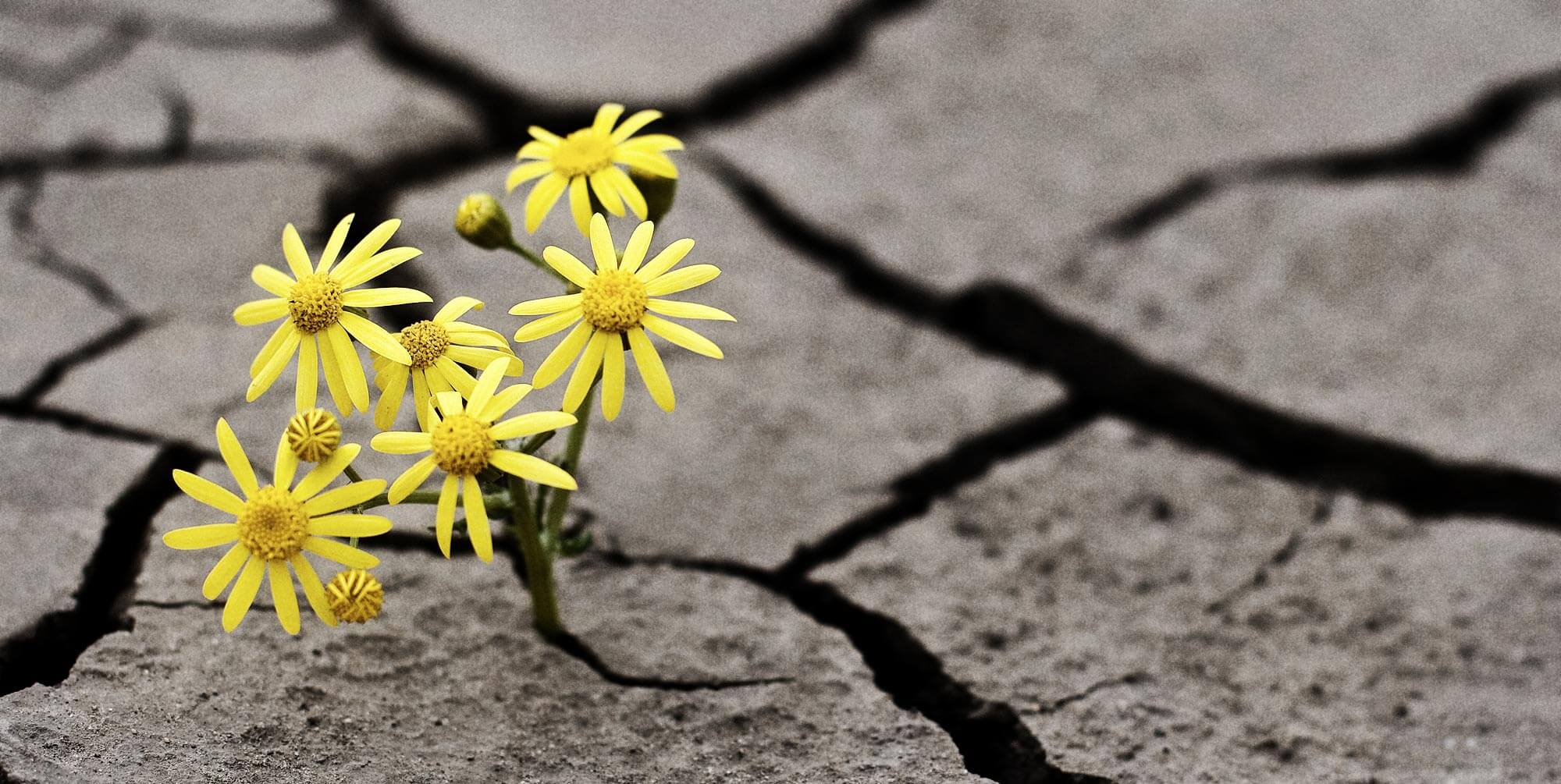 SNW-Website-Mental-Illness-Flower-2000x1005