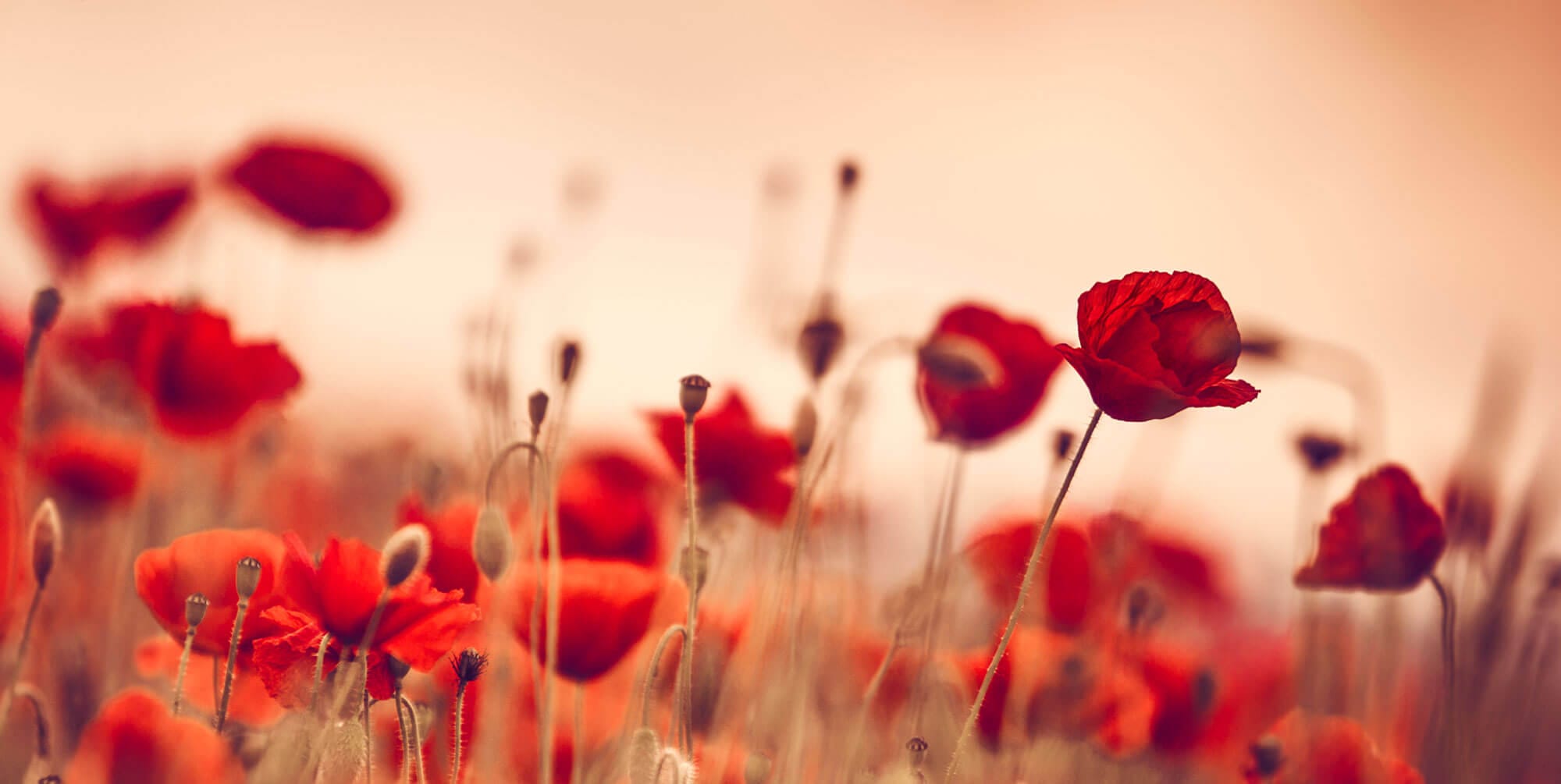 SNW-Website-Remembering-Our-Military-2000x1005